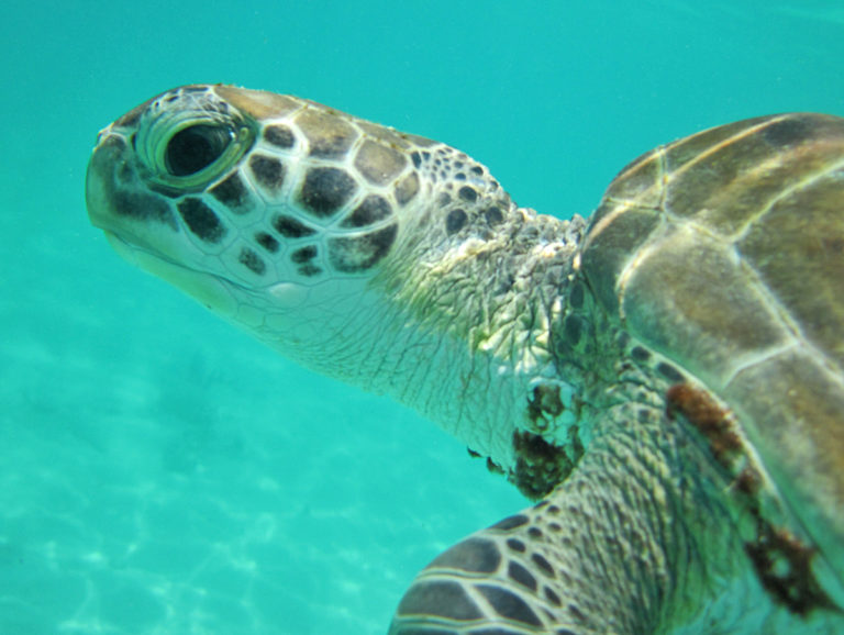 atlantic-green-sea-turtle-life-list-blog-posts