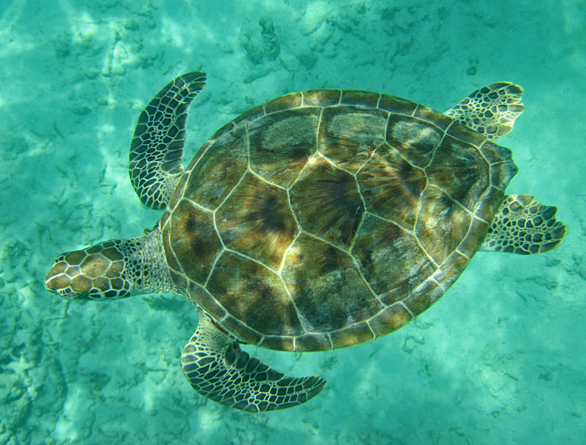 atlantic-green-sea-turtle-life-list-blog-posts