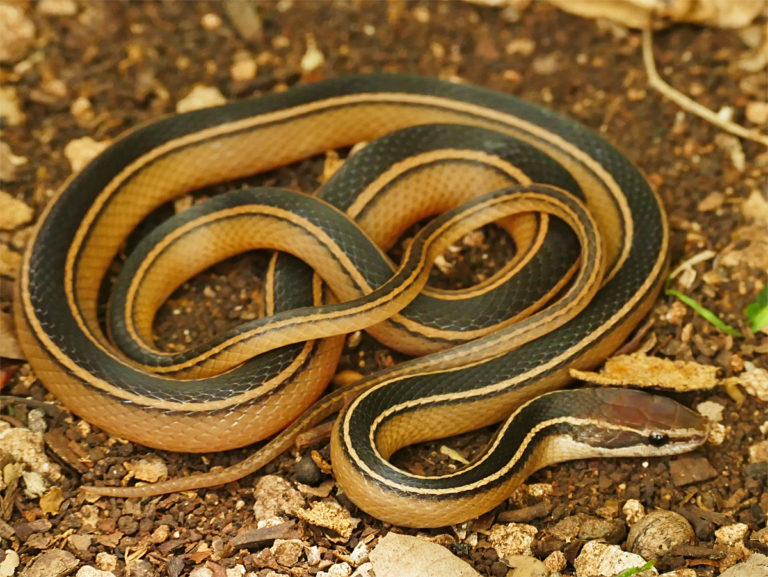 brown snake with white stripes in water