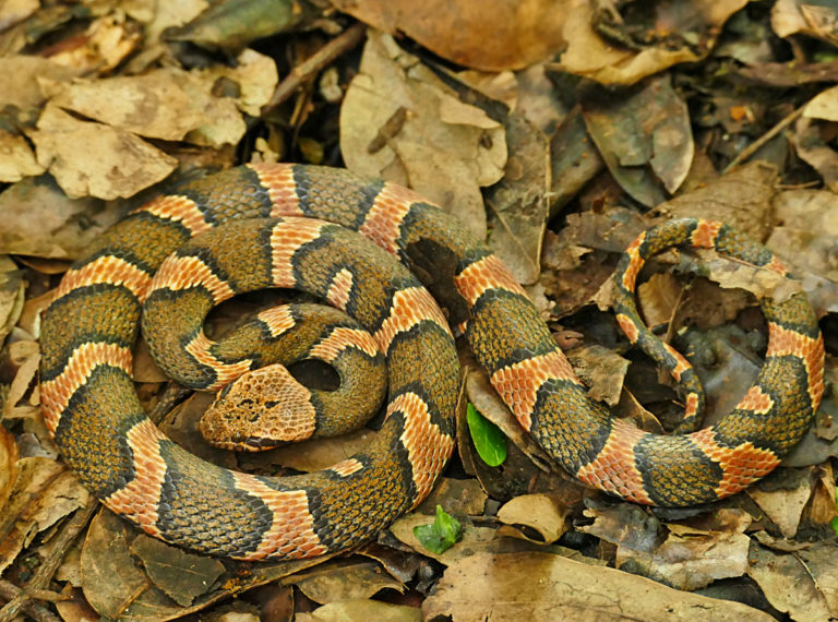 Southern Rainforest Cat Eyed Snake Life List Blog Posts