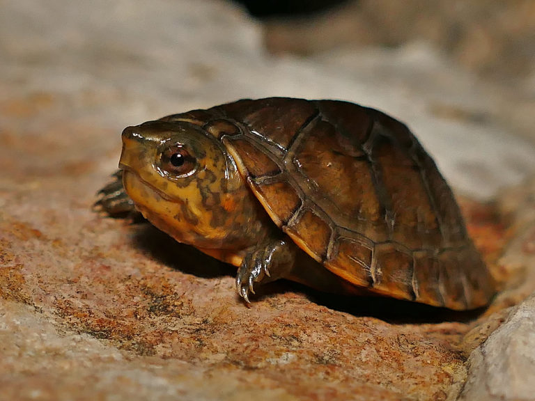 Creaser’s Mud Turtle – Life List Blog Posts