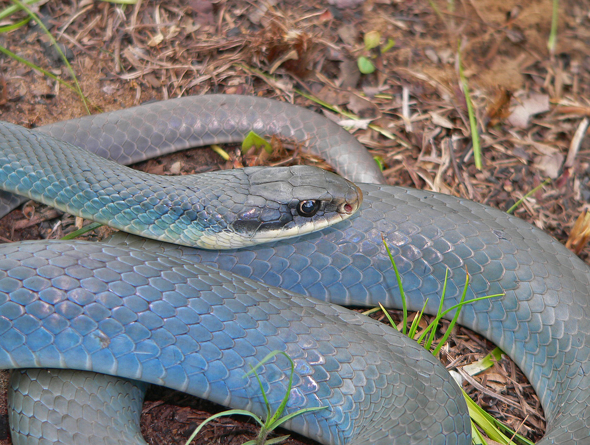 southern blue racer