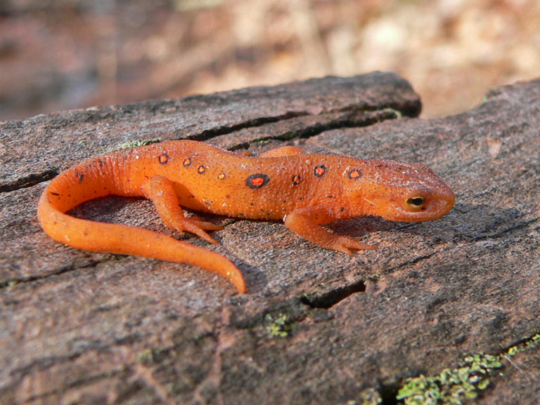 Central Newt – Life List Blog Posts