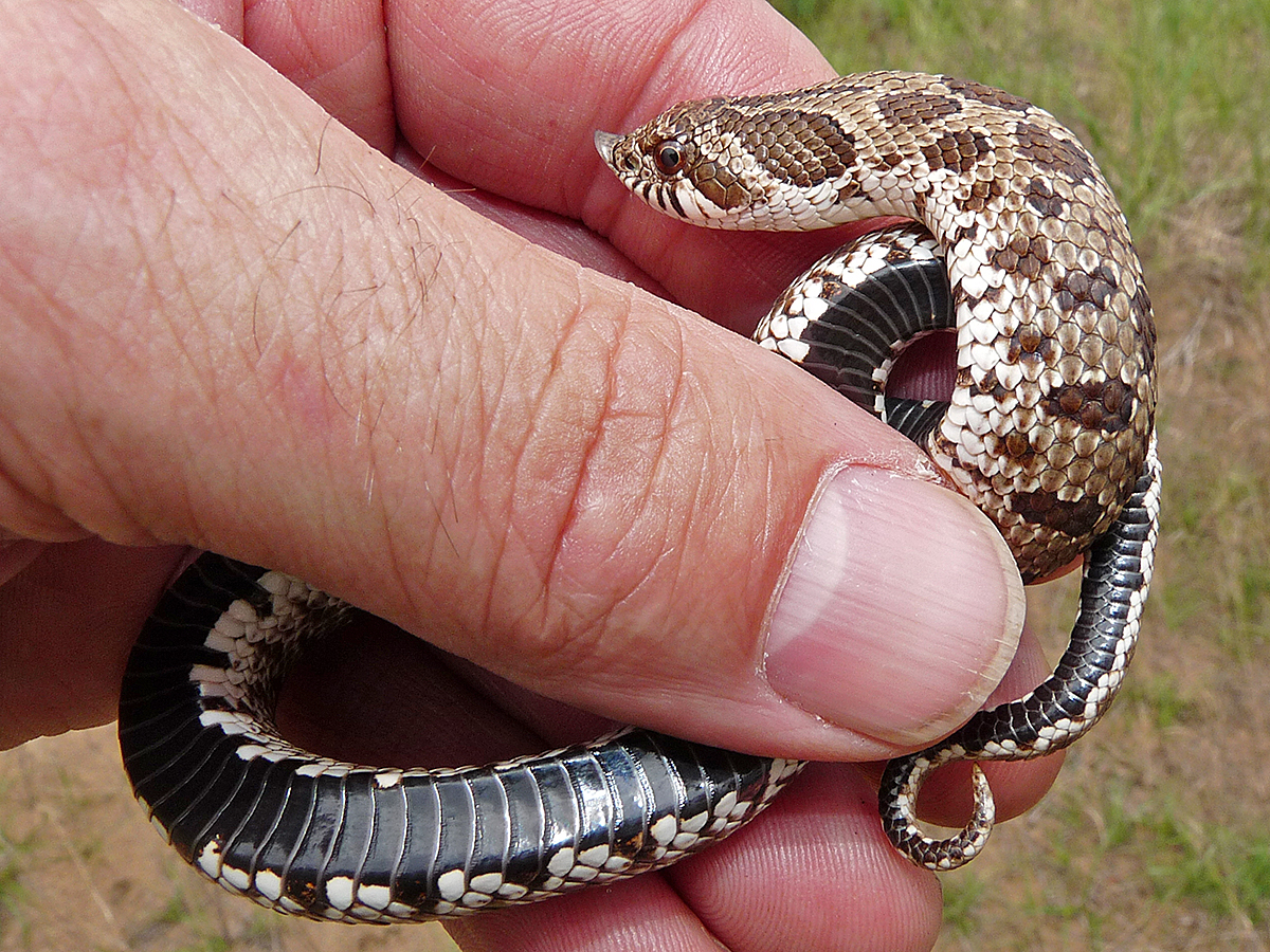 baby eastern hognose snake