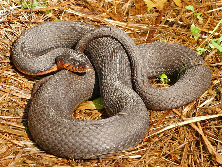 Copperbelly Water Snake – Life List Blog Posts