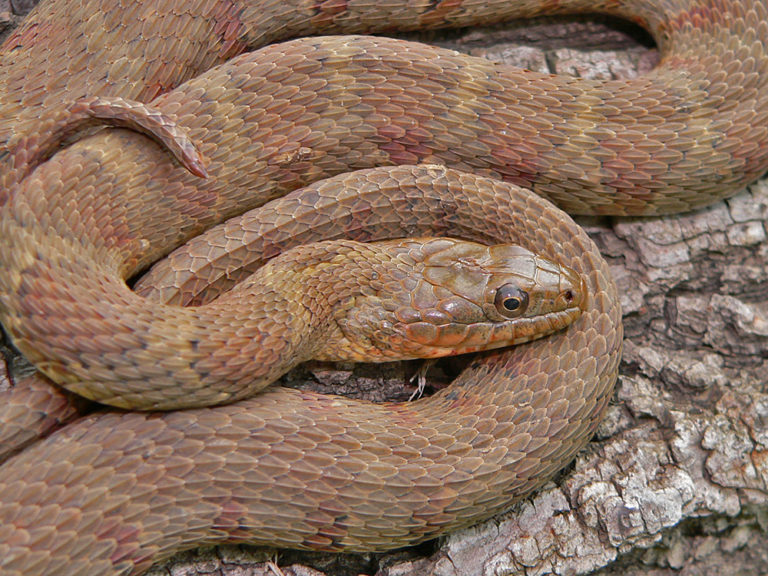 Midland Water Snake – Life List Blog Posts