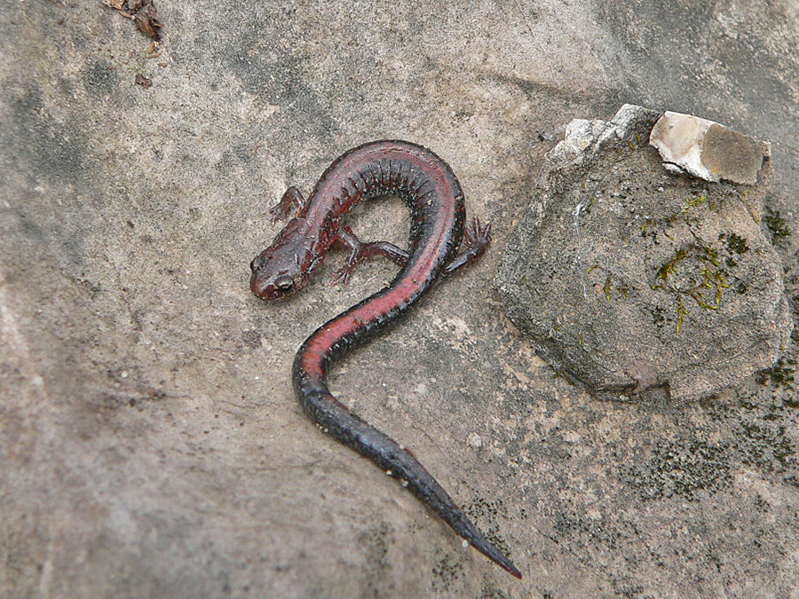 Southern Redback Salamander – Life List Blog Posts